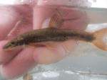 Longnose Dace