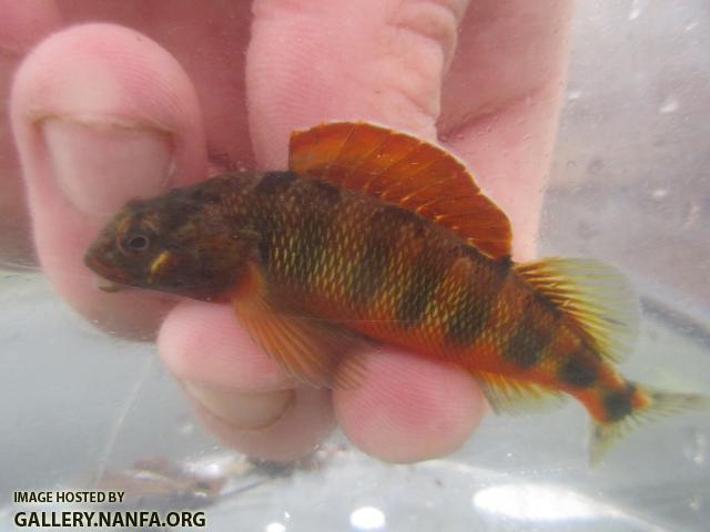 Gilt Darter