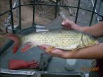 River Redhorse - Moxostoma carinatum