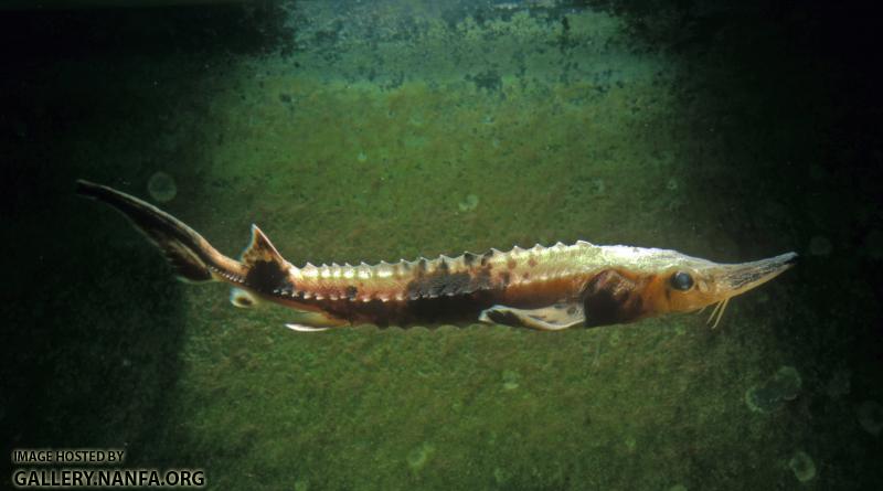 Lake Sturgeon5a2