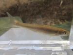 Whitetail Shiner