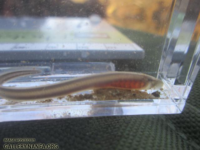 Mountain Brook Lamprey