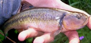 Creek Chub