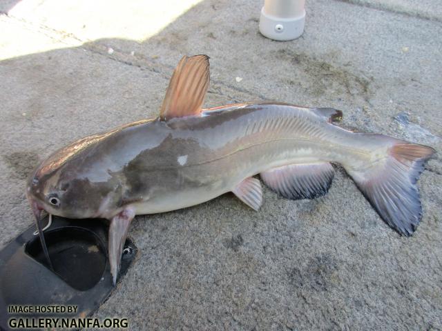 White Catfish