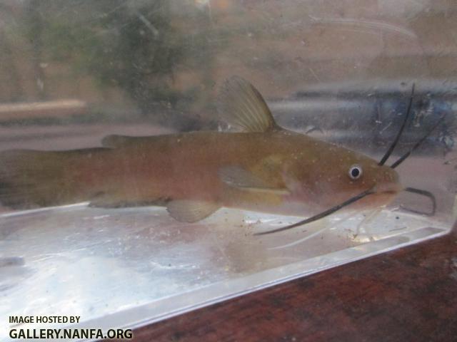 Yellow Bullhead