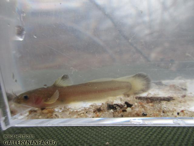 Margined Madtom