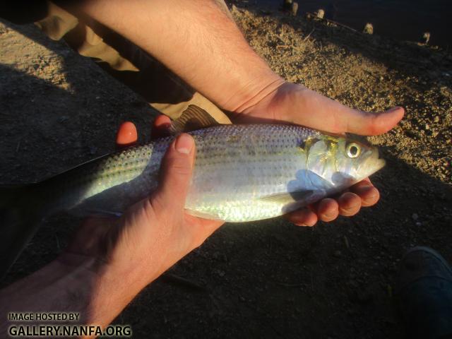 Hickory Shad