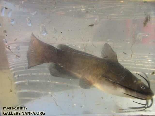 Brown Bullhead