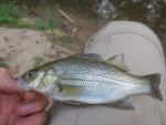 White Bass