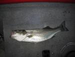 Striped Bass