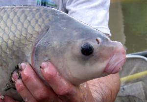 Smallmouth Buffalo