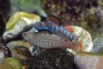 Nuptial male speckled darter chases off male rainbow darter