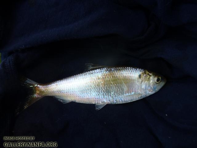 Blueback Herring
