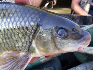 Shorthead Redhorse