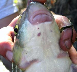 Shorthead Redhorse