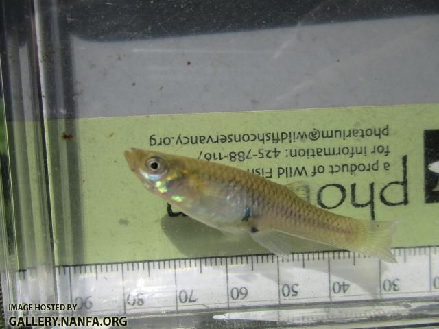 Western Mosquitofish