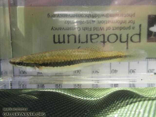 Blackstripe Topminnow