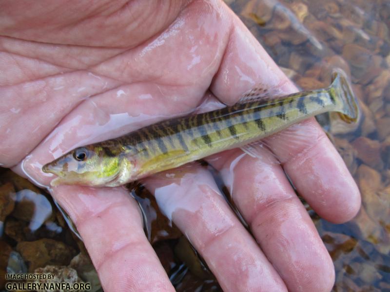 Logperch
