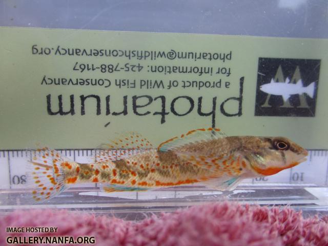 Meramec Saddled Darter