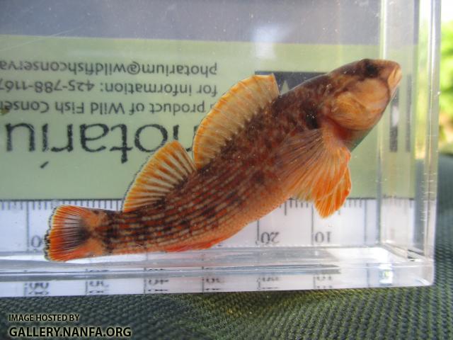 Orangefin Darter