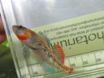 Orangethroat Darter