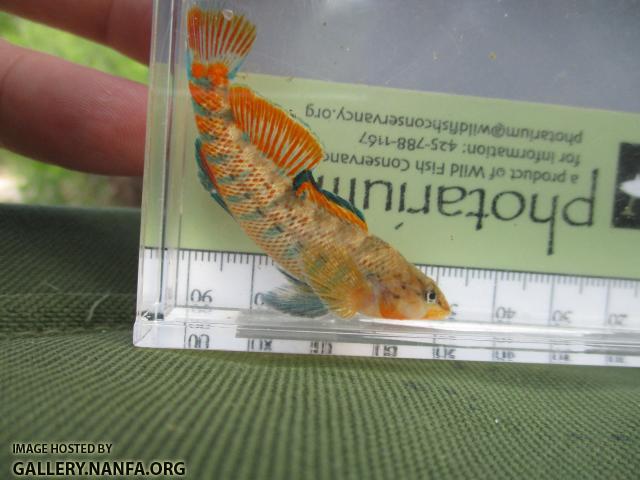 Rainbow Darter