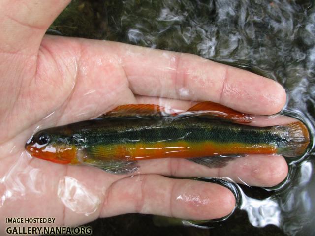 Tangerine Darter