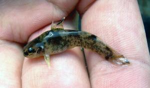Brindled Madtom