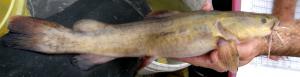 Flathead Catfish