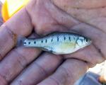 Barred Splitfin - Chapalichthys encaustus