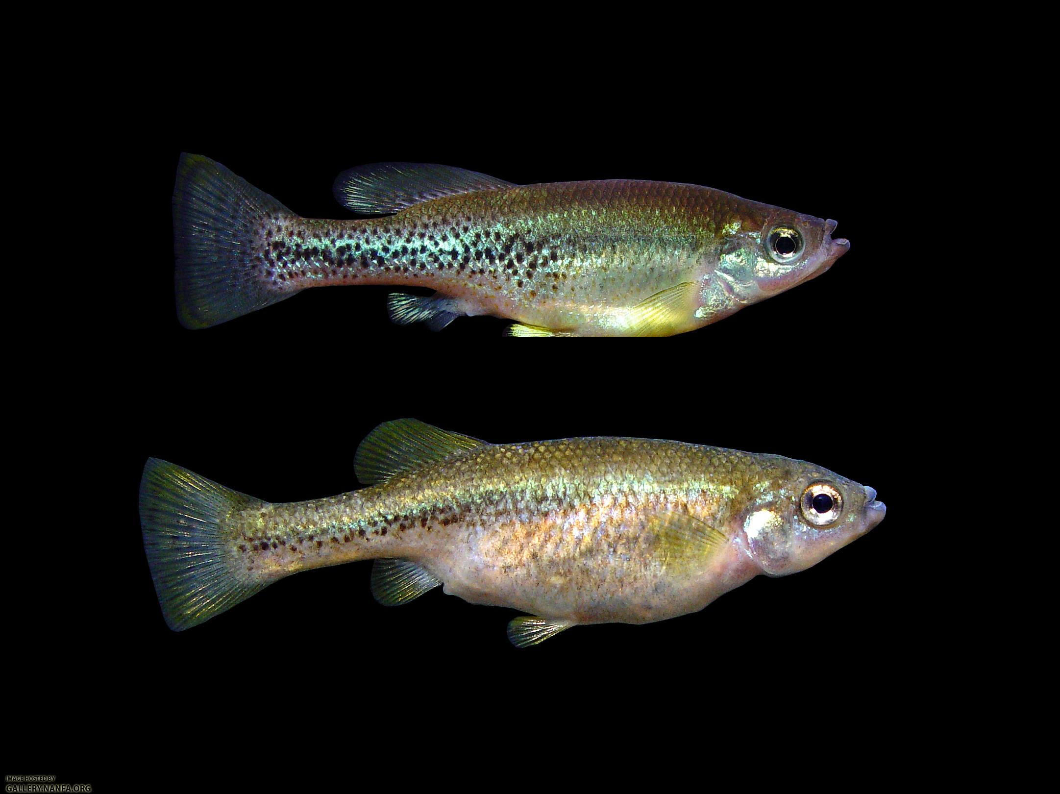 male-female