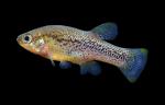 Leopard Splitfin - Xenotaenia resolanae
