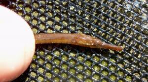 Northern Pipefish
