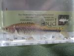 Greenfin Shiner (76)
