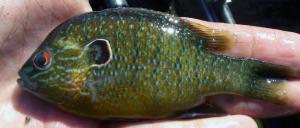 Northern Sunfish