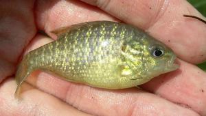 Northern Sunfish