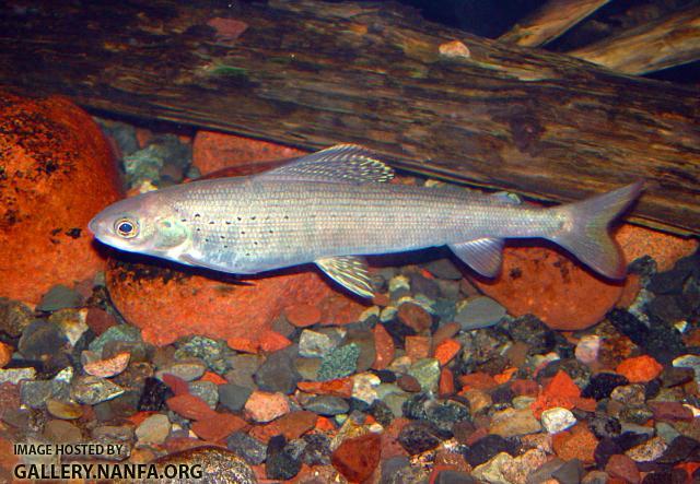 Arctic Grayling1a