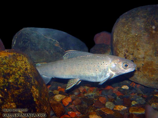 Arctic Grayling3a3