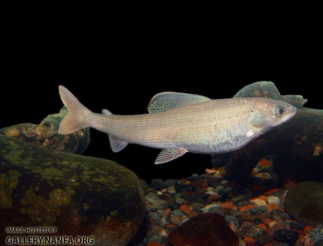 Arctic Grayling6a