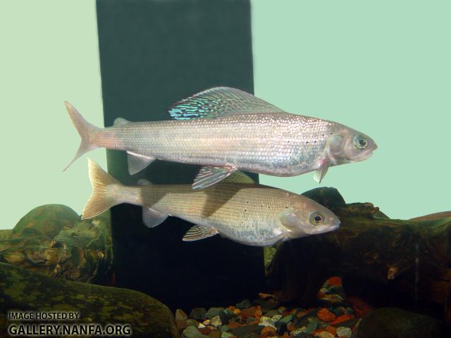 Arctic Grayling7b