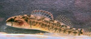 Mud Darter