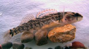 Etheostoma asprigene