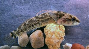 Mud Darter
