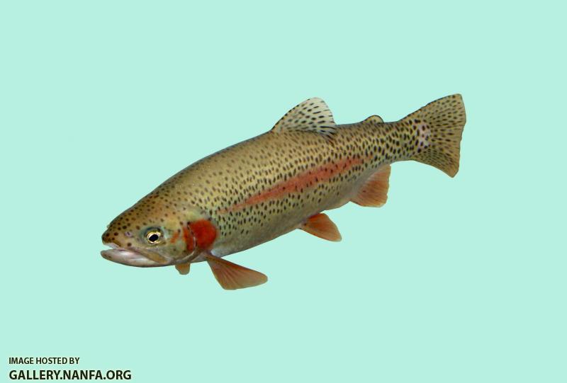 RBT26a
