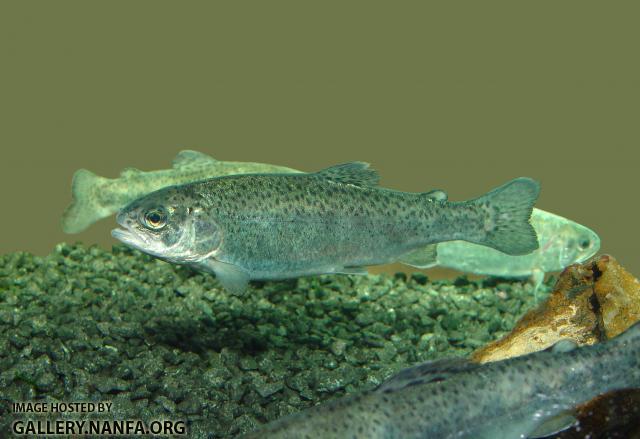 RBT_Kamloops05a