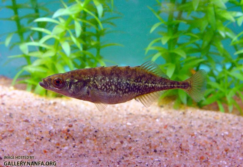 Brook Stickleback2a2