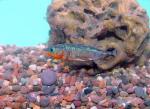 Threespine Stickleback