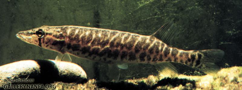 E_vermiculatus1a2