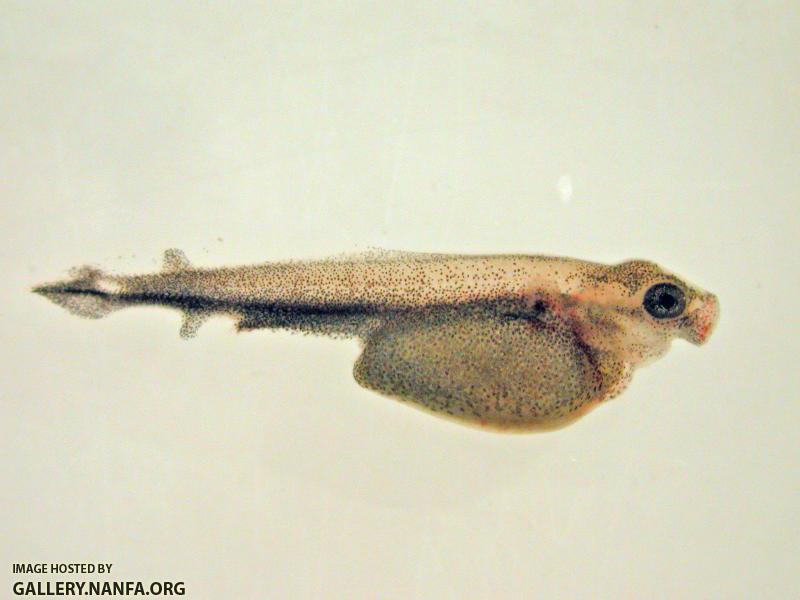 LNG_fry50a