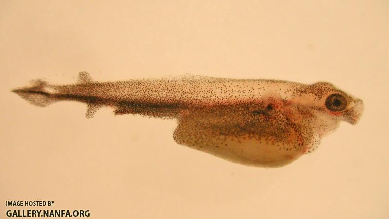 LNG_fry60a
